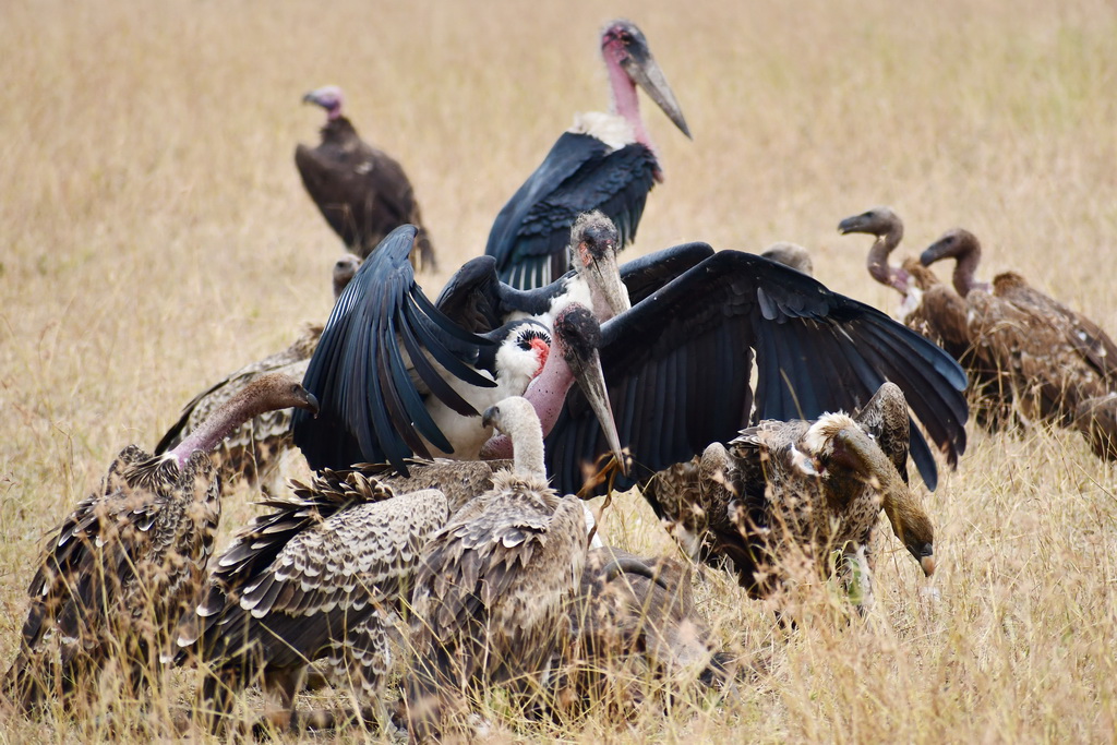 Serengeti Western Corridor